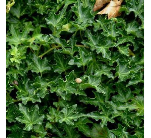 Плющ кущовий кучерявий (Hedera helix 'Ivalace')